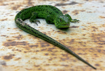 Green lizard sticking his tongue out