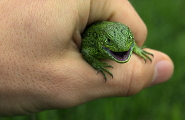 Lizard in the hand