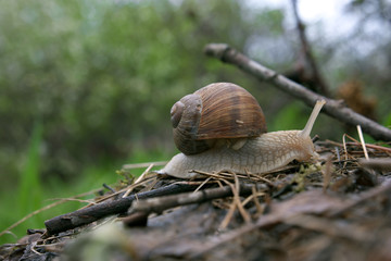 Snail goes home on the green background