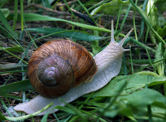 Snail in the green gras after the rain