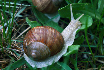 Snail in the green grass kissing the leaf