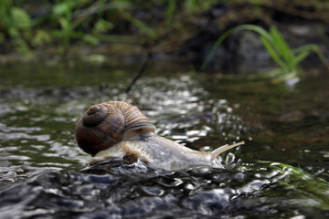 Snail is drinking on the rock in the water