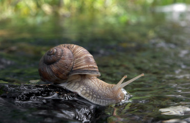 Snail is drinking on the rock in the water