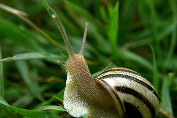 Snail looking to the right view from back