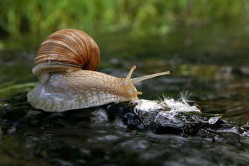 Snail on the rock