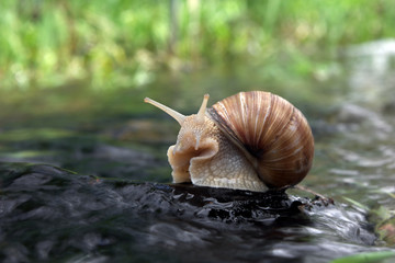 Snail superstar on the rock in the water