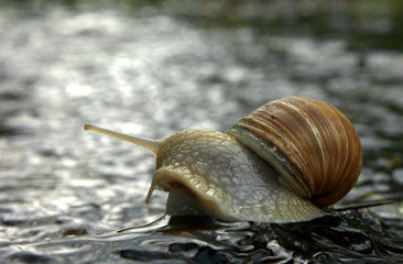 Snail superstar on the rock