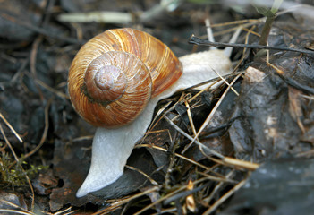 Snail with beautifull shell