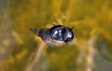 Water snail in the pond