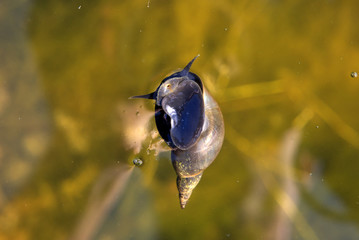 Water snail in the pond