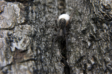 Black spider at the tree with his egg