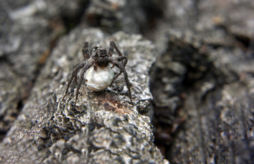 Black spider on the white egg