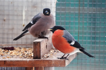 Bullfinch and sparrow sitting at the feeder with corn in beak