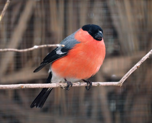 Bullfinch at the branch and looking at camera