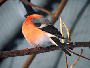 Bullfinch at the branch at the sun