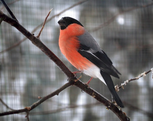 Bullfinch at the branch in december