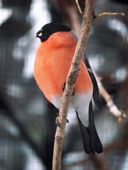 Bullfinch at the branch with corn in beak and lookingat camera