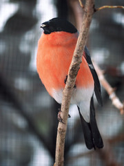 Bullfinch at the branch with corn in beak