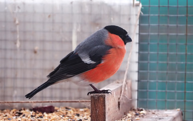Bullfinch is sitting at the wood serious