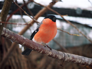 Bullfinch cute at the branch at the sun