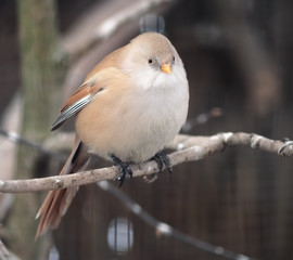 Small cute bird is sitting at branch