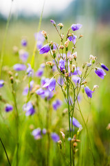 purple flowers on a green field