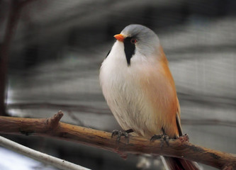 Small cute white orange and little blue bird