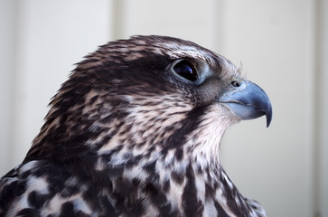 Eagle serious portrait from left side at the white background