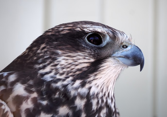 Eagle serious portrait from right side at the white background