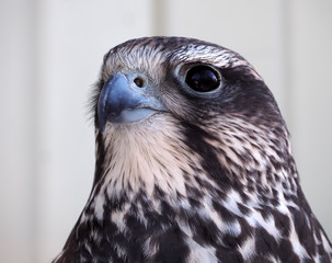 Eagle serious portrait from right side