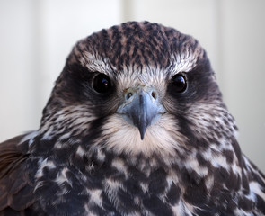Eagle serious portrait looking at the camera at the white backgr