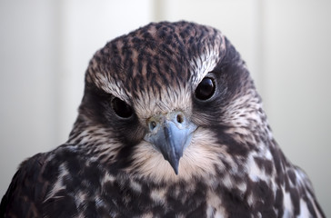 Eagle serious portrait looking at the camera