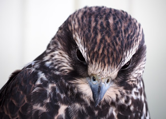 Eagle serious portrait looking down at the white background