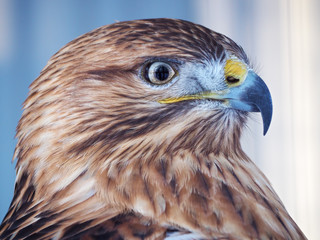 Hawk buteo portrait