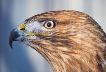 Hawk buteo proud portrait at the white background
