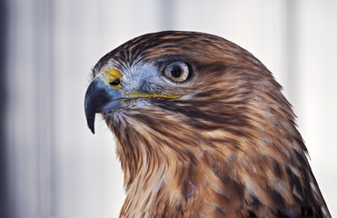 Hawk buteo proud portrait on the white background