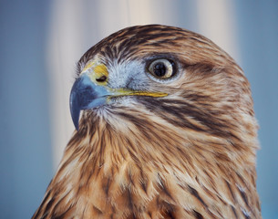 Hawk buteo proud portrait
