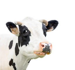 Funny cute black and white cow isolated on white. Cow muzzle close up. Farm animals.  Young cow close looking at the camera 