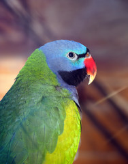 Colorful green parrot close up