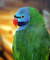 Colorful green parrot with blue head close up