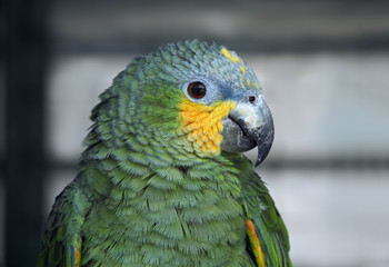 Green parron at the branch portrait