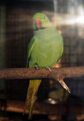 Green parrot Psittacula krameri at the sun rays
