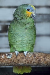Green parrot sitting at the branch