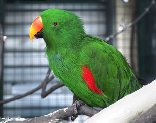 Parrot green at the branch close up