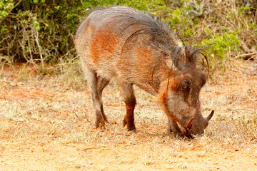 Fototapeta premium Side view of a common warthog eating grass