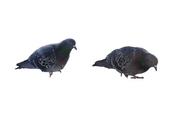 pigeons on a white background