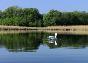 Fototapeta na wymiar White swan at the lake near the forest