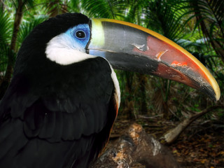 Colorful tucan
