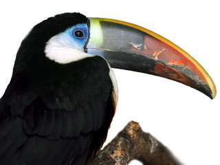 Colorful tucan isolated