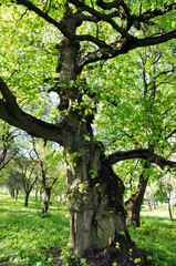 Very old tree linden tree, over 100 years